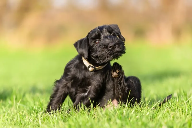 Dog Skin Problems: Scratching & Other Conditions