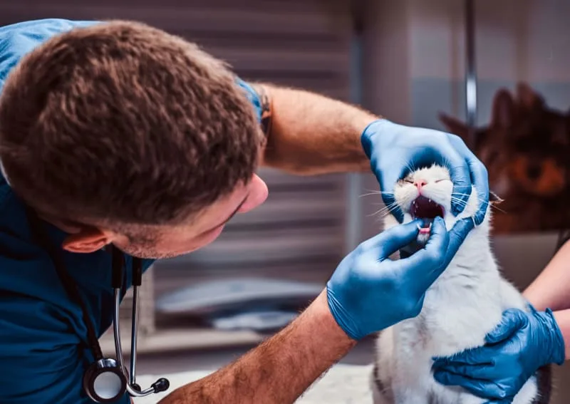 Cat Dental Care - How to Clean Your Cats Teeth