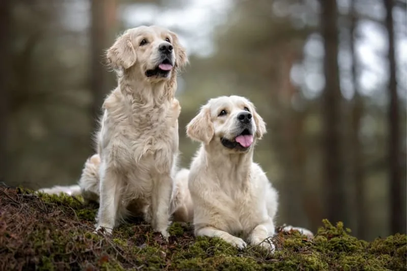 Importance of Preventing Parasites in Dogs