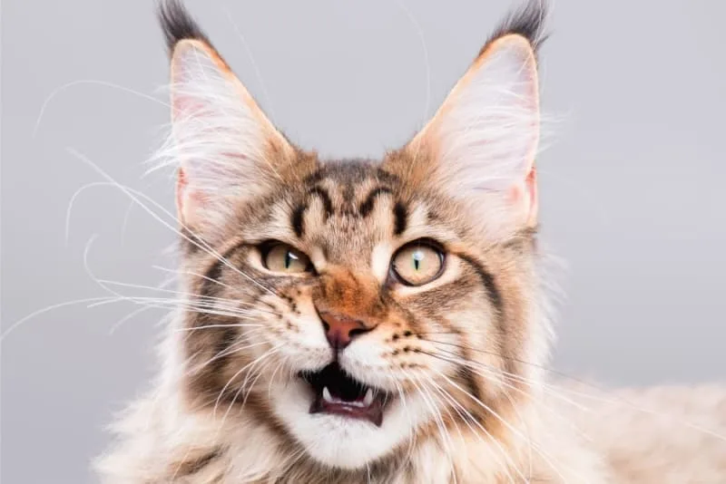 Ear Hematoma in Cats