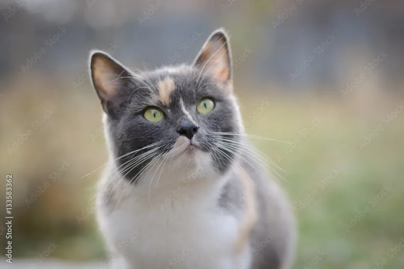 Helping Your Cat Recover Well From Surgery