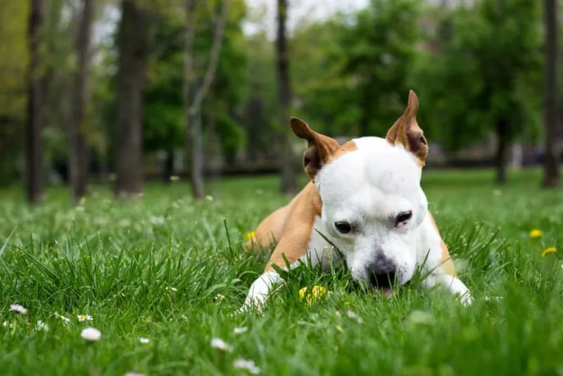 Reasons Your Dog is Eating Grass