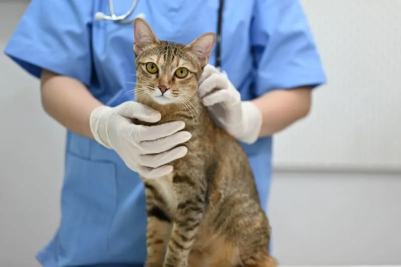 Cat Parvovirus Symptoms