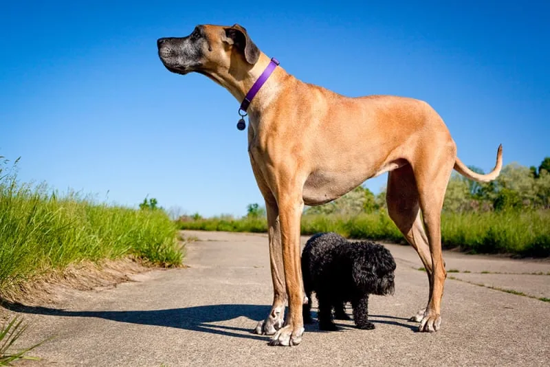 Tailoring a Wellness Plan for Large Breed Dogs