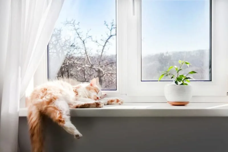 Should I Get My Indoor Cat Vaccinated? Why and When To Do It.