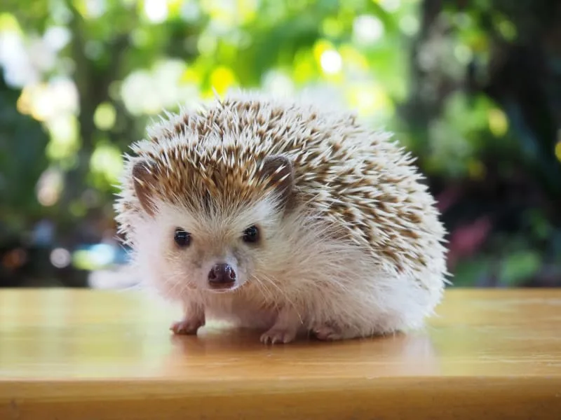 Hedgehog Care