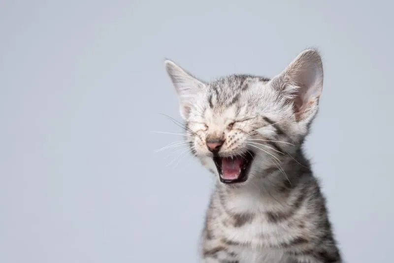 Kitten Teething: When Do Kittens Lose Their Baby Teeth?