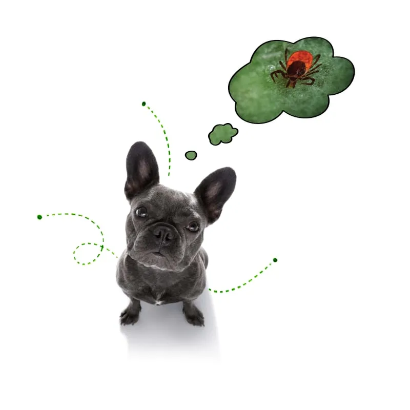 Lyme Disease in Pets