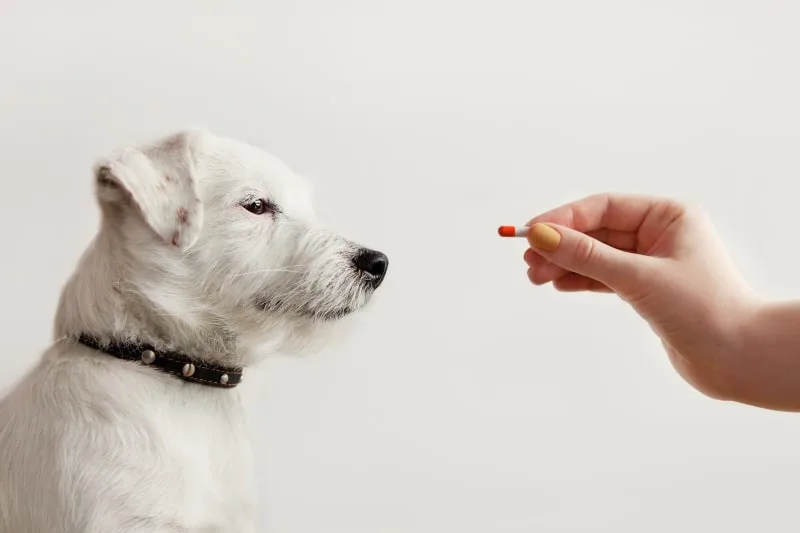 Routine Vet Exams: Why Are Regular Veterinary Checkups Important?