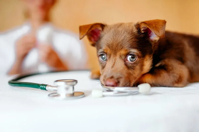 What Vaccinations Does Your Puppy Need and When?