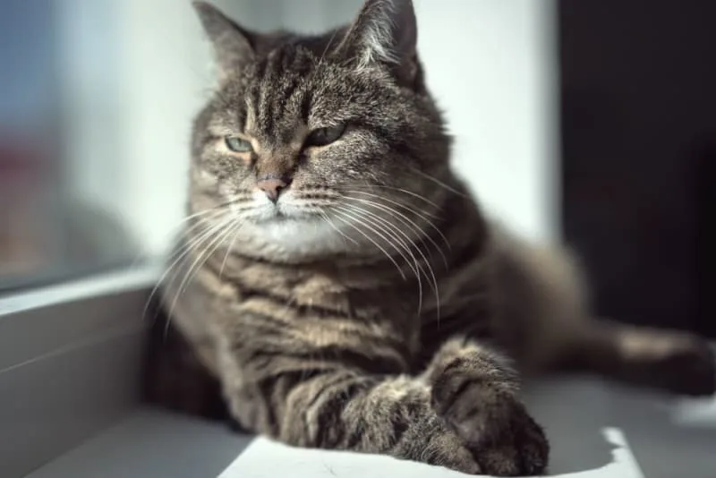 Old Cats: Caring for Senior Cats