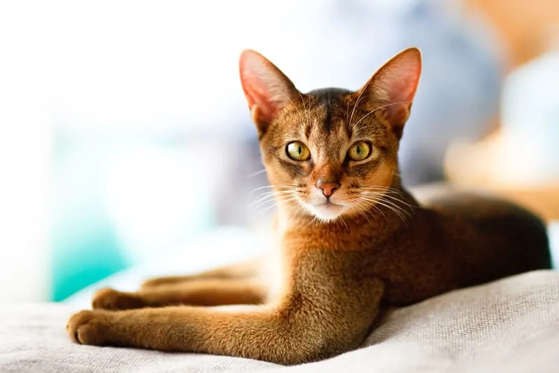 How To Check For Ear Mites in Cats