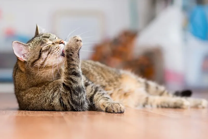 Cat Overgrooming - Why They Do It & How To Stop It