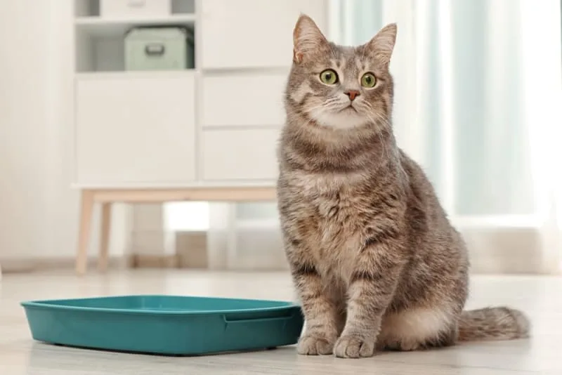 Why Does My Pet Need a Urinalysis?