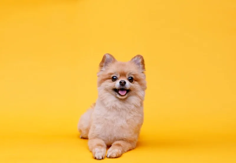 The 10 Best Breeds For First-time Dog Owners
