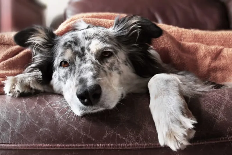 What Causes Anemia in Dogs?