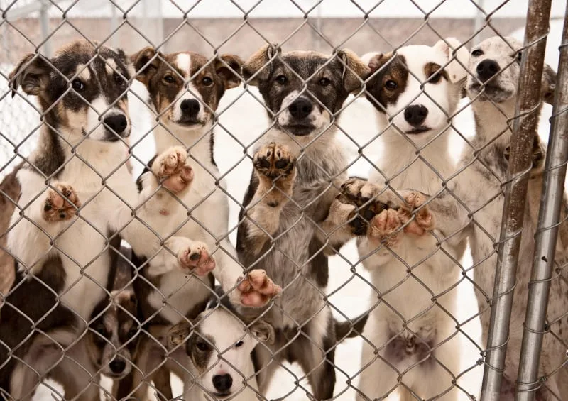 The Dog Owner's Guide to Parvovirus in Dogs