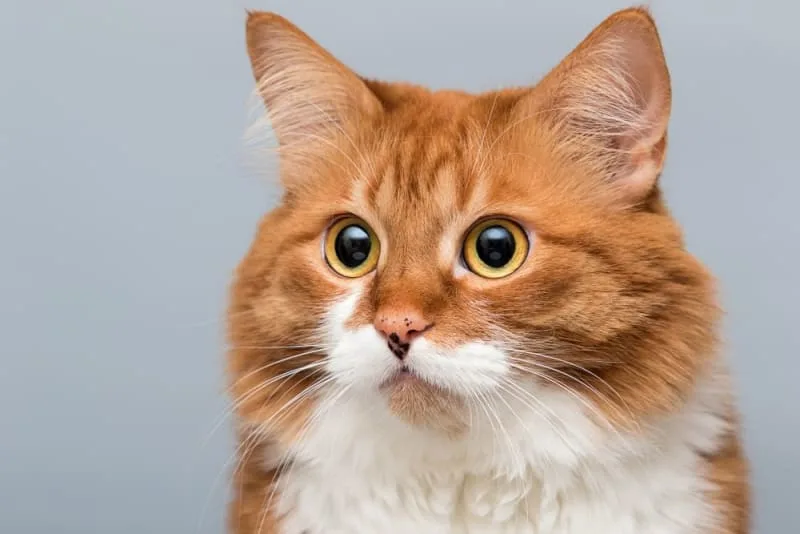 Ear Hematoma Surgery in Cats