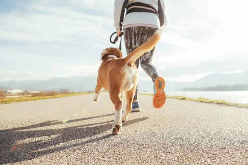 ACL Surgery for Dogs - Cruciate Surgery