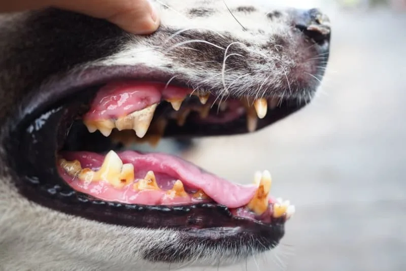 Dog Tooth Extraction: What to Expect