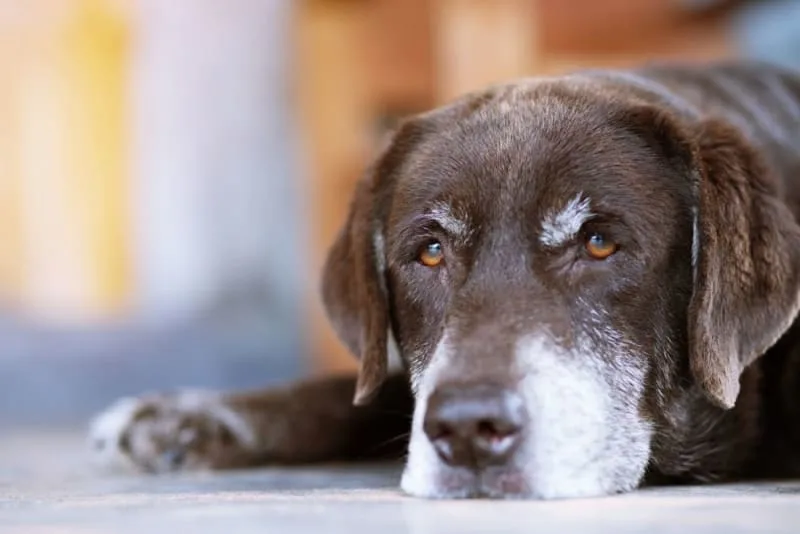 Senior Dog Care: How to Make an Old Dog Happy?