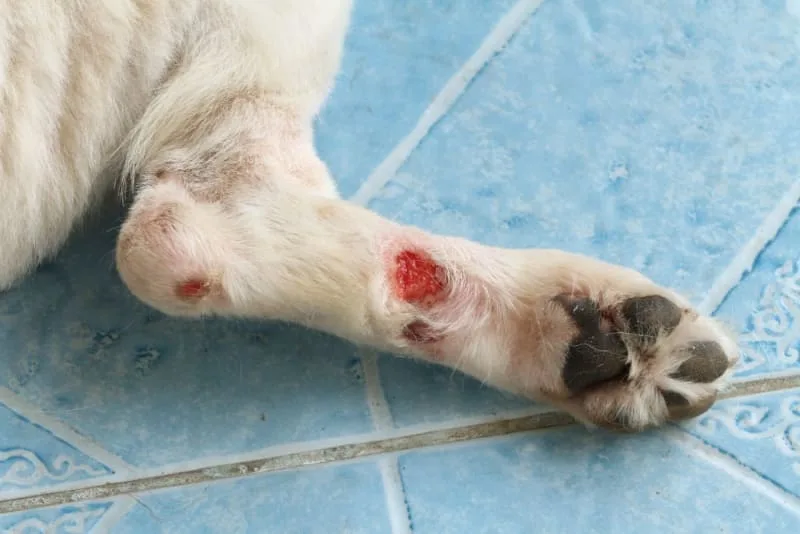 Dog Wound Care & Healing Stages