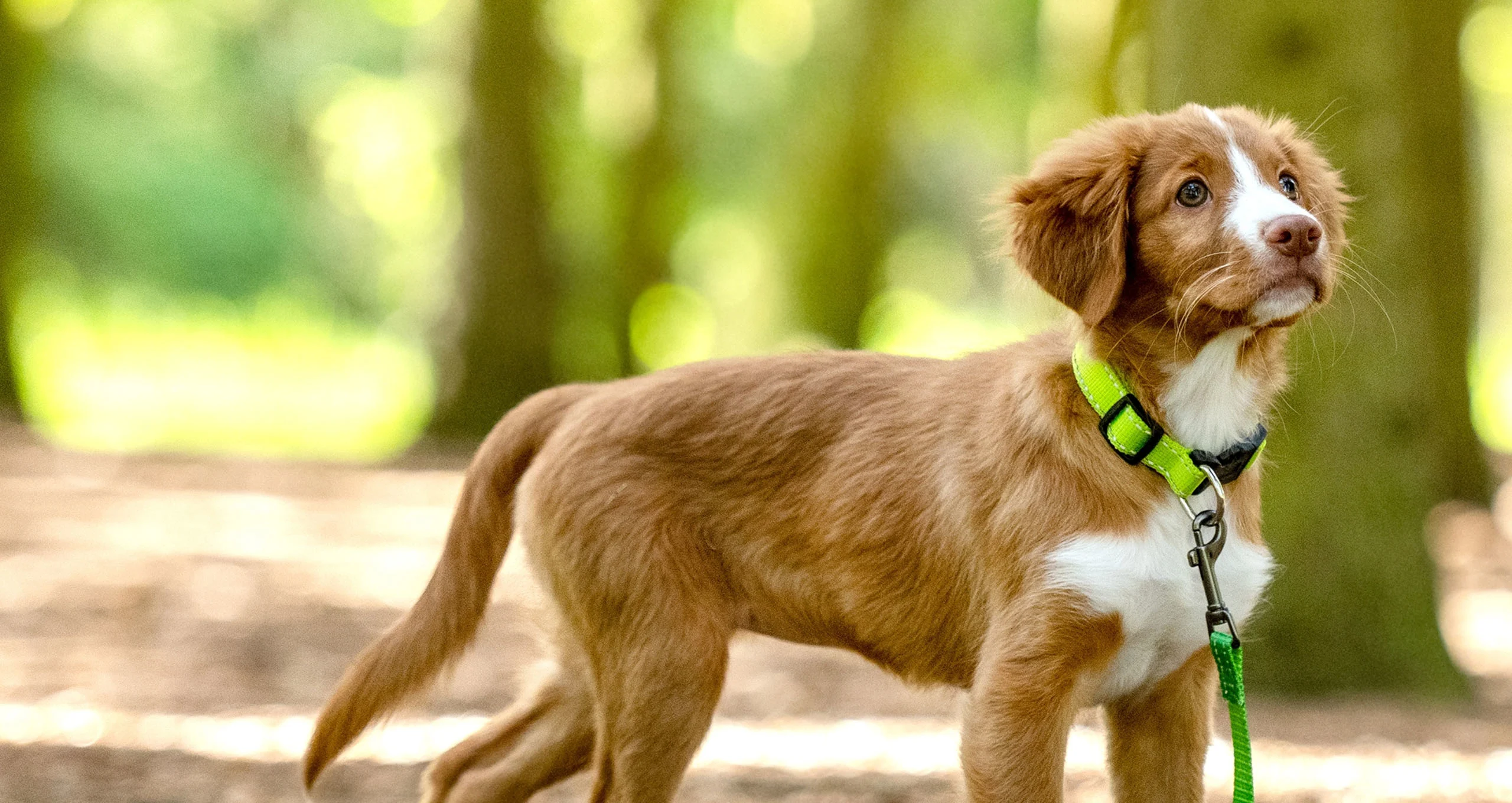 h toller retriever out in spring with lime green leash