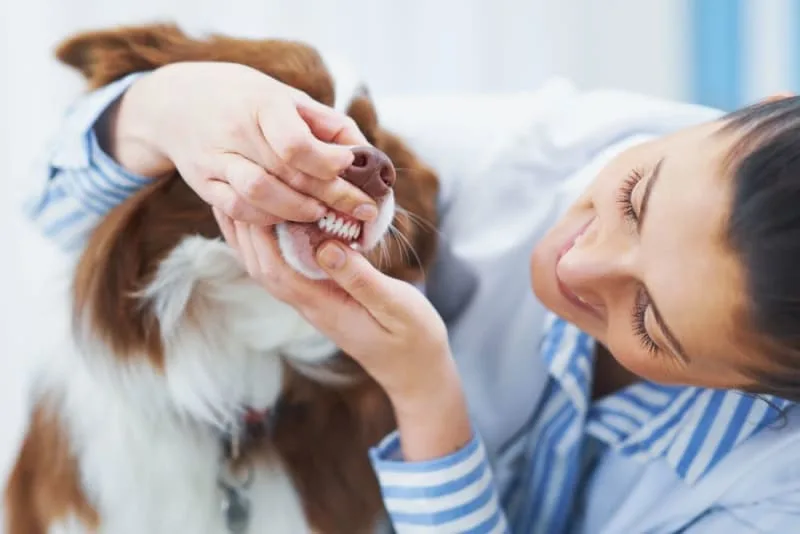 Common Dental Problems in Dogs