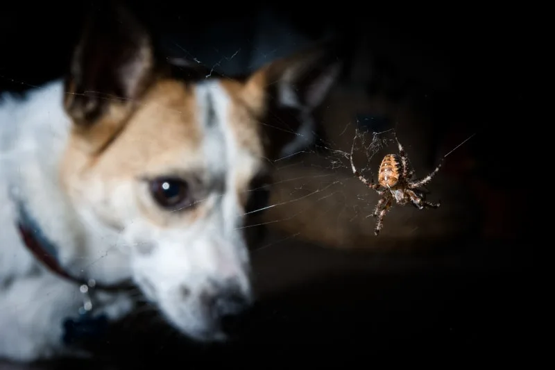 Spider Bites on Dogs