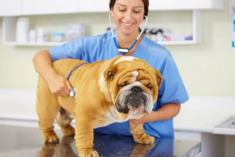 What to Expect When You Attend a Wellness Exam for Your Pet