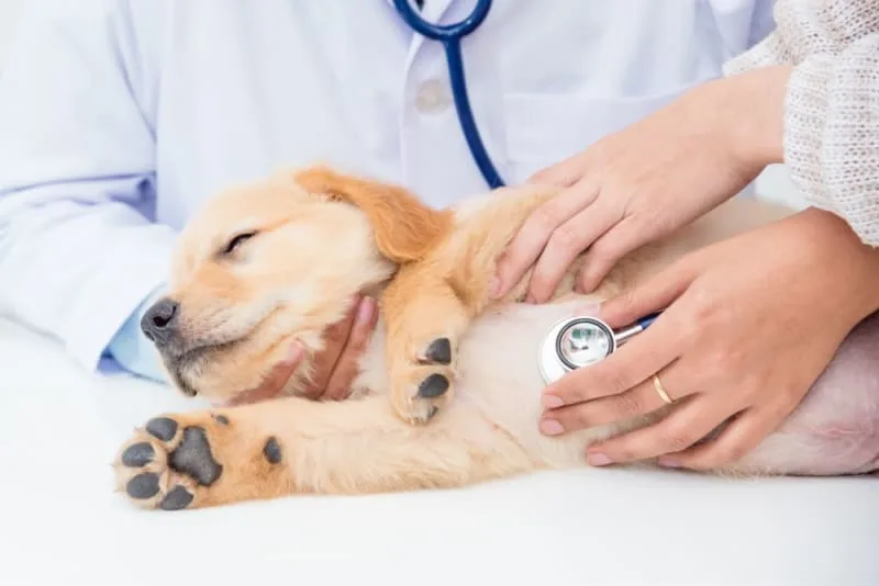 Dog Parvovirus