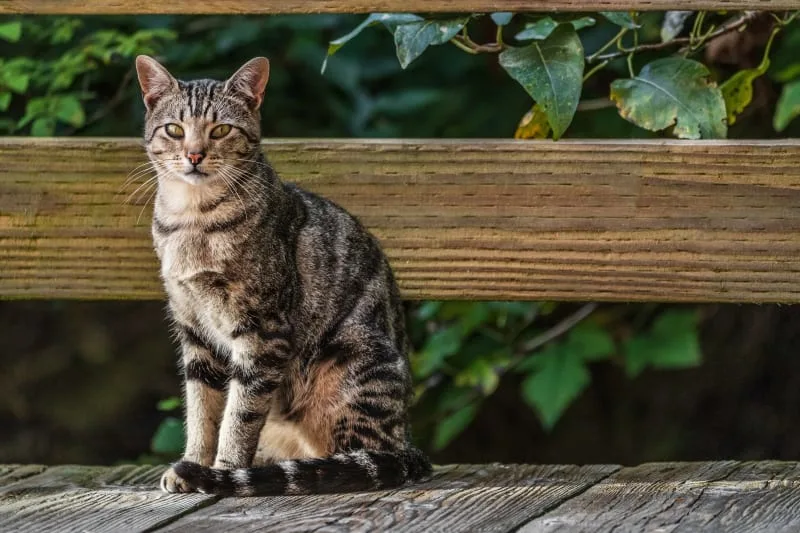 Cat Rabies - How Common Is It & How To Protect Your Cat