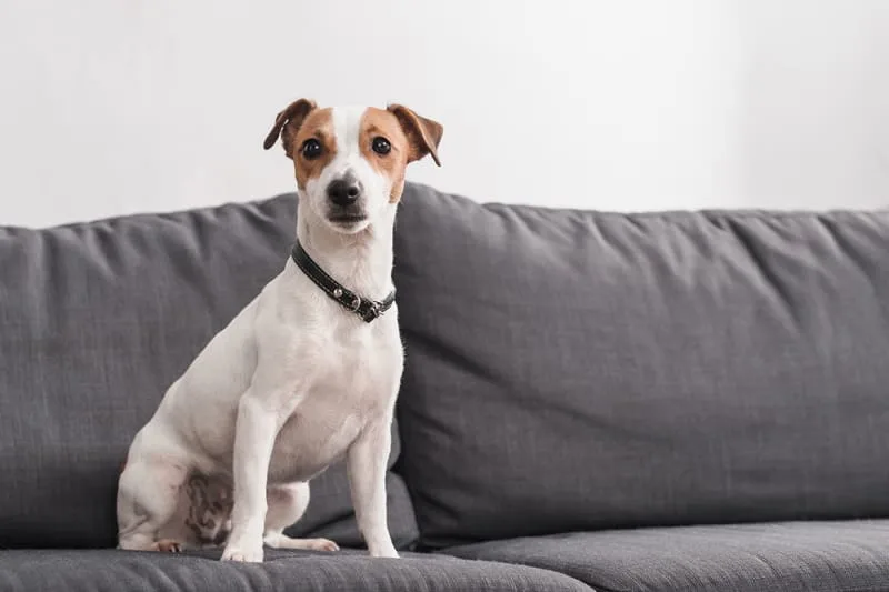 FHO Surgery For Dogs—What It Is & What It Costs