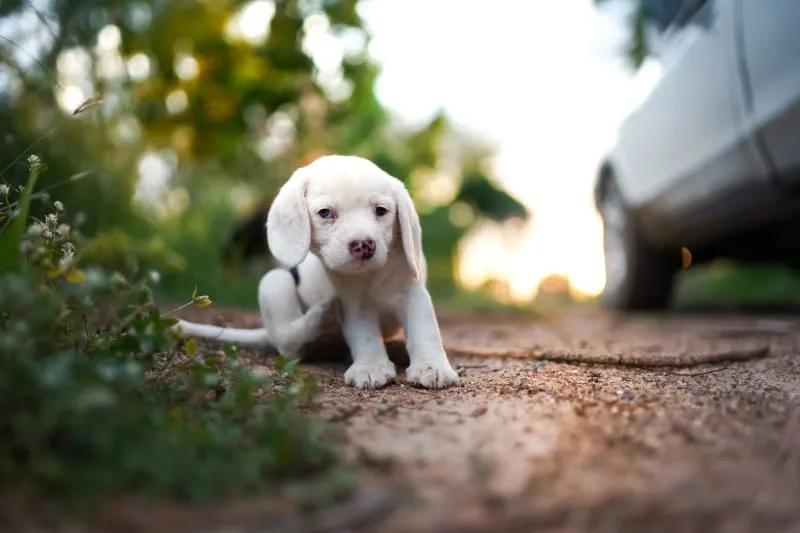 Nutrition & Your Dogs Skin