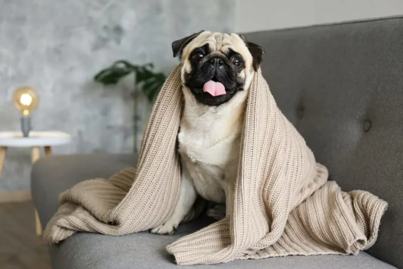 Leaving a Puppy Alone at Home for the First Time: How to Prepare
