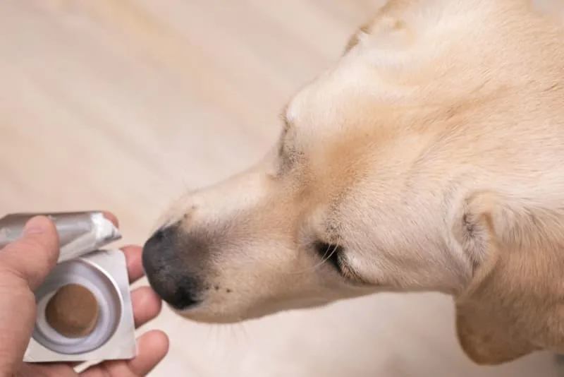 Dog Worms: How to Get Rid of Worms in Dogs