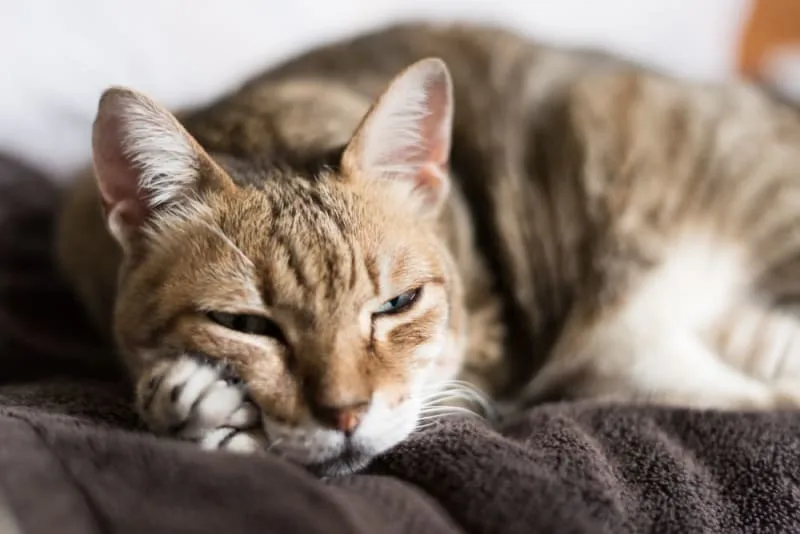 Aging Cats: When Is a Cat Considered a Senior?