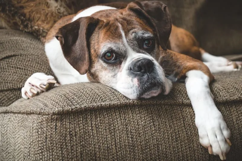 Osteoarthritis in Dogs: Causes, Symptoms & Treatment