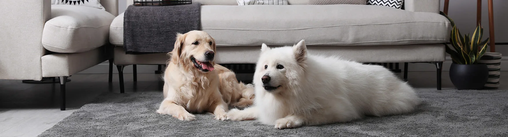 Bladder Infections in Dogs