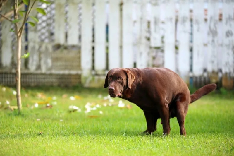 Blood in Dog's Stool: Is It an Emergency?