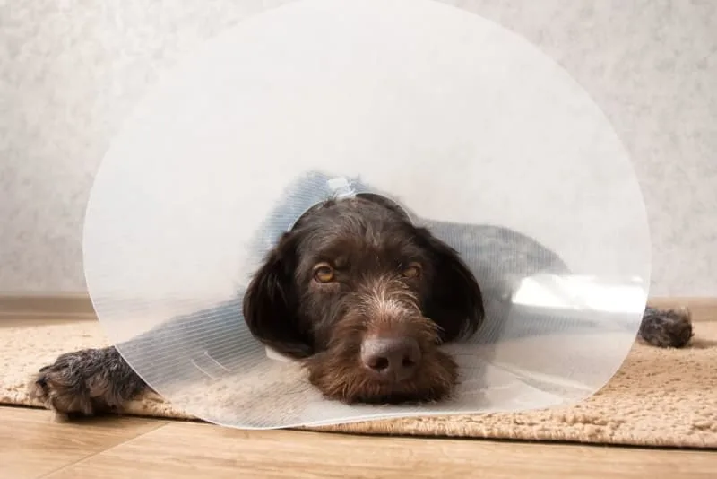 Dog Knee Surgery