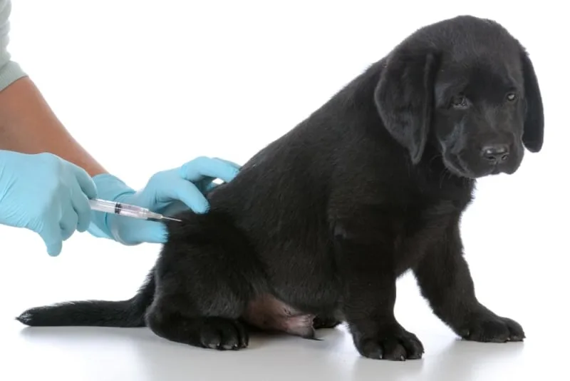 What Vaccinations Does Your Puppy Need and When?