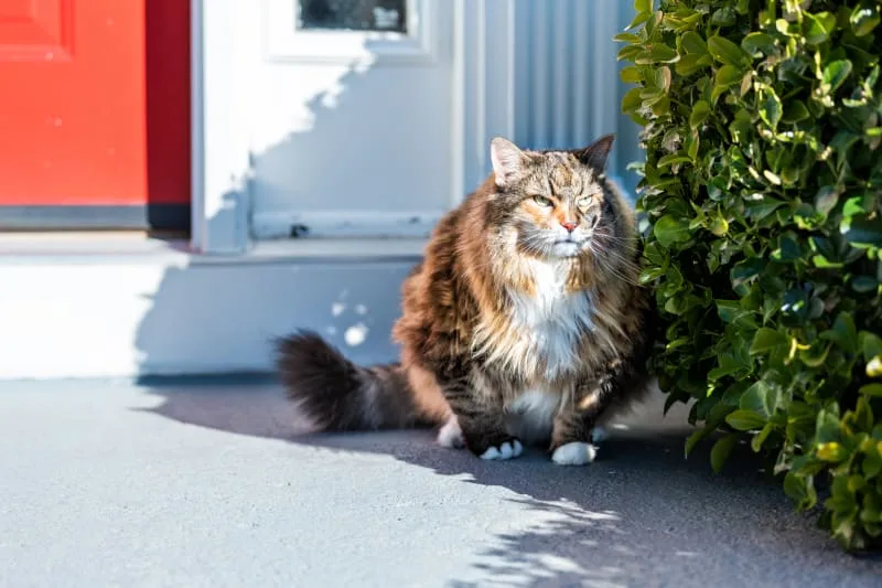 How to Recognize If Your Cat is Overweight