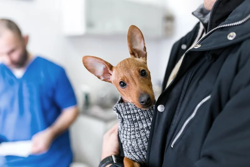 How to Treat a Spider Bite On a Dog