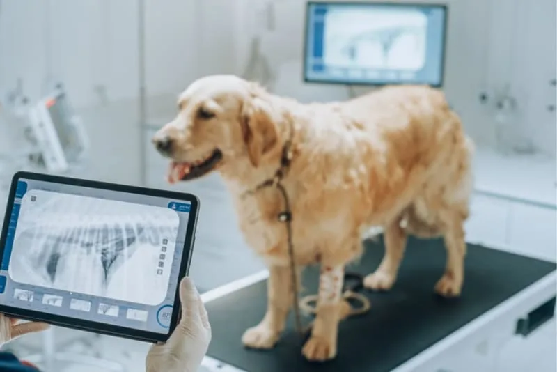Understanding Veterinary Imaging: CT Scans, MRIs, & X-rays Explained