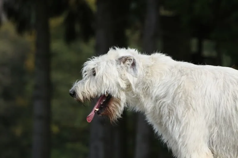 Kennel Cough in Dogs: Symptoms, Treatment & Prevention