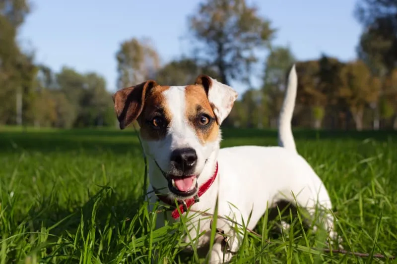 Questions to Ask a Doggy Daycare Facility