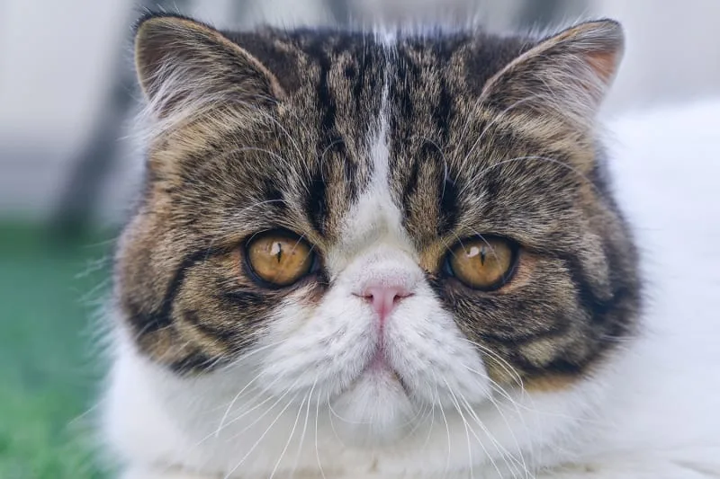 Stomatitis in Cats - What It Is & How It's Treated
