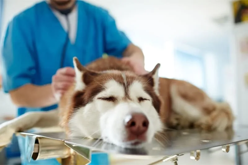 Dog Kidney Failure: Treatment & Recovery