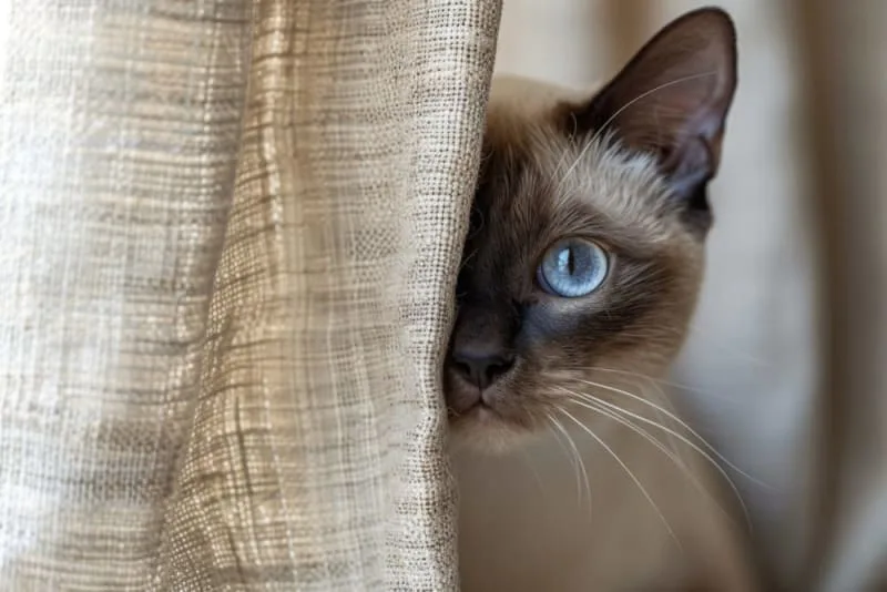 Ear Mites in Cats: Causes, Treatment & Prevention